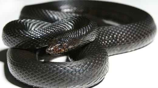 Tafsir 80 paling akurat tentang melihat ular hitam dalam mimpi oleh Ibnu Sirin dan Al-Nabulsi