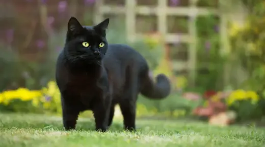 Дознајте за толкувањето на сонот на Ибн Сирин за црните мачки