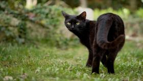 Vad är tolkningen av att se en svart katt i en dröm av Ibn Sirin?