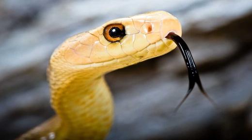خواب میں پیلے رنگ کے سانپ کو دیکھنے کی ابن سیرین کی تعبیر