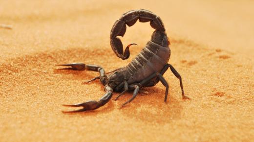 Lär dig om tolkningen av skorpioner i en dröm av Ibn Sirin