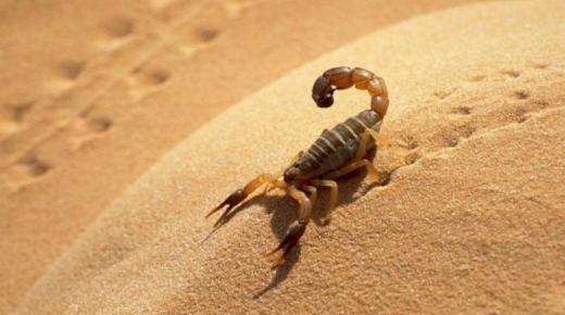 Какво је тумачење сна о убоду шкорпиона у сну за више правнике?