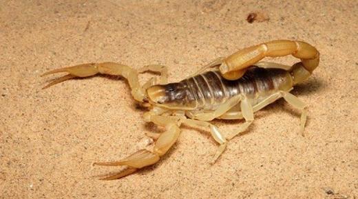 Hva er tolkningen av en skorpionstikk i en drøm av Ibn Sirin? Brodden til en svart skorpion i en drøm, brodden til en hvit skorpion i en drøm, og brodden til en gul skorpion i en drøm