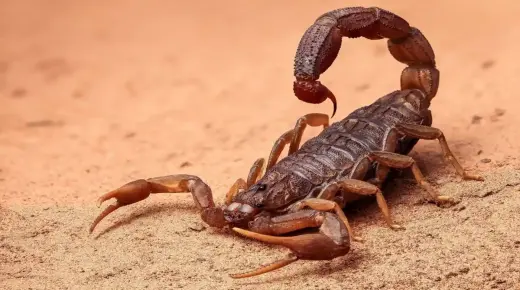 Tumačenja Ibn Sirina vidjeti ubod škorpiona u snu