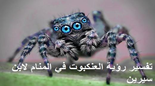Interpretatie van het zien van een spin in een droom voor een alleenstaande vrouw en een zwangere vrouw door Ibn Sirin