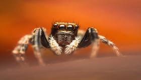 Hva er tolkningen av å se en edderkopp i en drøm for en singel kvinne ifølge Ibn Sirin?