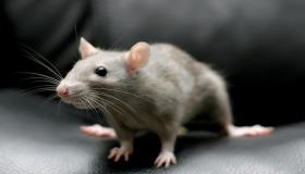 De mest exakta 50 tolkningarna av att se en grå mus i en dröm