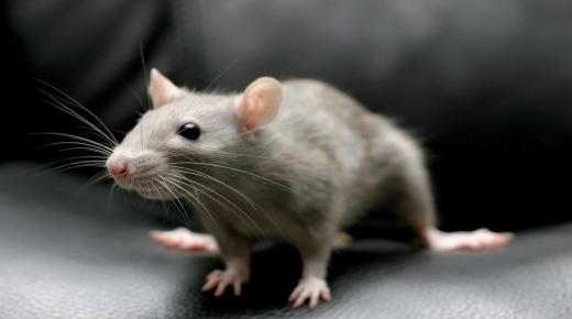 Kõige täpsemad 50 tõlgendust halli hiire unes nägemisest