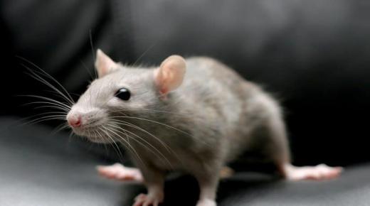 इब्न सिरिन द्वारा सपने में चूहों को देखने की व्याख्या क्या है?