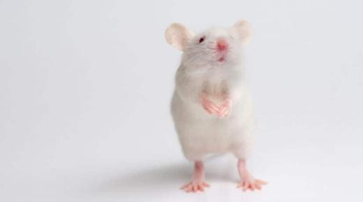 इब्न सिरिन द्वारा सफेद चूहे के सपने की व्याख्या, छोटे सफेद चूहे के सपने की व्याख्या और घर में सफेद चूहे के सपने की व्याख्या के बारे में जानें