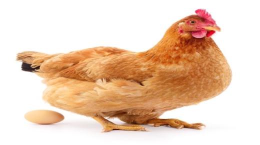 Јадење пилешко во сон за маж и мажена жена и толкување на гледање живо пилешко во сон за самохрани жени
