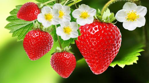 Tolkning av en drøm om jordbær eller jordbær i en drøm av Ibn Sirin og Imam Al-Sadiq