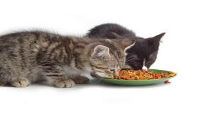 इब्न सिरिन द्वारा सपने में बिल्लियों को खाना खिलाते देखने की व्याख्या क्या है?