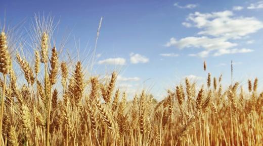 Узнайте о наиболее важных преимуществах пшеницы для беременных женщин.