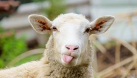 Pelajari tafsir penyembelihan domba jantan dalam mimpi oleh Ibnu Sirin