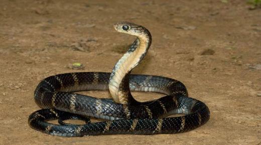 Толкување на големата змија во сон од Ибн Сирин и големата жолта змија во сон и толкување на сонот за големата црна змија во сон