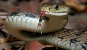 ابن سیرین نے خواب میں بڑے سانپ کی تعبیر کیا ہے؟