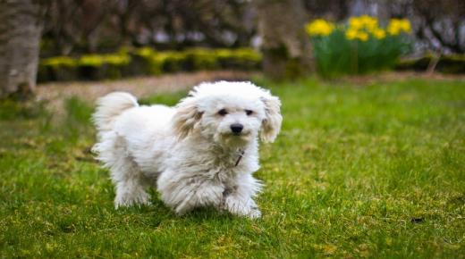 იბნ სირინის ინტერპრეტაციები სიზმარში თეთრი ძაღლის დანახვის შესახებ