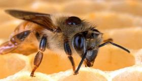 10 pokazatelja viđenja pčela u snu od Ibn Sirina, upoznajte ih detaljno