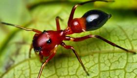 इब्न सिरिन द्वारा सपने में चींटी को देखने की सबसे सटीक 20 व्याख्या