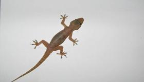 Interpretatioun fir e Gecko an engem Dram ze gesinn vum Ibn Sirin, e Gecko an engem Dram ze gesinn an et ëmzebréngen, e Gecko ze gesinn an engem Dram flüchten, an e Gecko an engem Dram an d'Haus ze gesinn