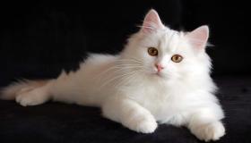 Leer oor die interpretasie van 'n droom oor wit katte in 'n droom volgens Ibn Sirin