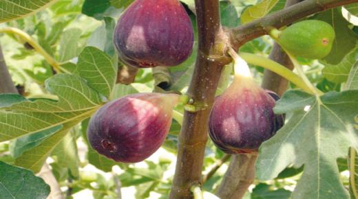 Kaip aiškinama svajonė valgyti figas iš Ibn Sirino medžio?