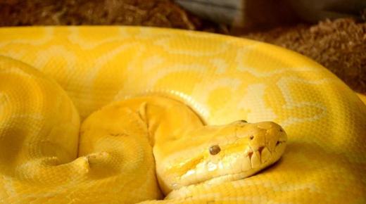 Lær tolkningen av drømmen om den gule slangen for den gifte kvinnen til Ibn Sirin