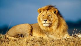 ابن سیرین اور النبلسی نے خواب میں شیر کے بارے میں خواب کی تعبیر کیا ہے؟