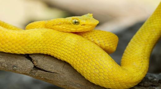Lär dig om tolkningen av drömmen om en gul orm av Ibn Sirin