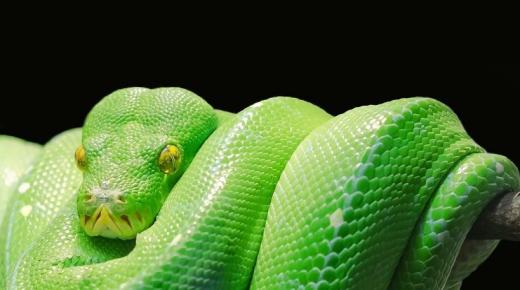 Saznajte više o tumačenju sna o zelenoj zmiji od Ibn Sirina i Freuda