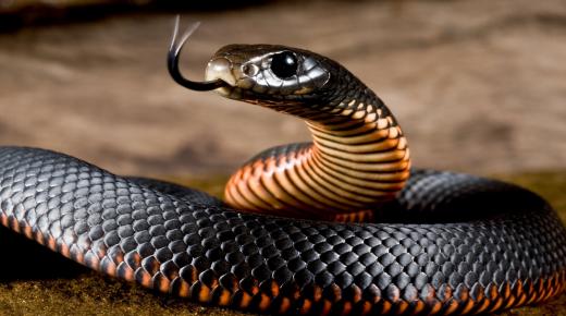 Saznajte više o tumačenju sna crne zmije za slobodne žene od Ibn Sirina, tumačenju sna velike crne zmije za slobodne žene i tumačenju sna male crne zmije za slobodne žene.