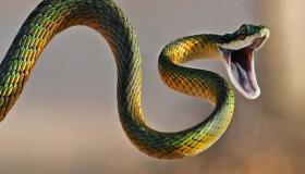 De viktigaste konnotationerna av att se en orm i en dröm, enligt Ibn Sirin