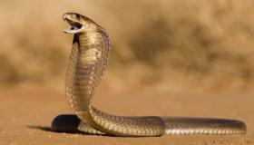 Den viktigste 20 tolkningen av slangedrømmen av Ibn Sirin