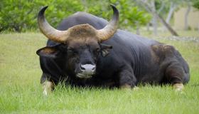ສິ່ງທີ່ທ່ານບໍ່ຮູ້ກ່ຽວກັບການຕີຄວາມເຫັນ bulls ໃນຄວາມຝັນໂດຍ Ibn Sirin