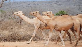 იბნ სირინის მიერ აქლემების სიზმრის ინტერპრეტაცია, მრავალი აქლემის სიზმრის ინტერპრეტაცია და თეთრი აქლემების სიზმრის ინტერპრეტაცია