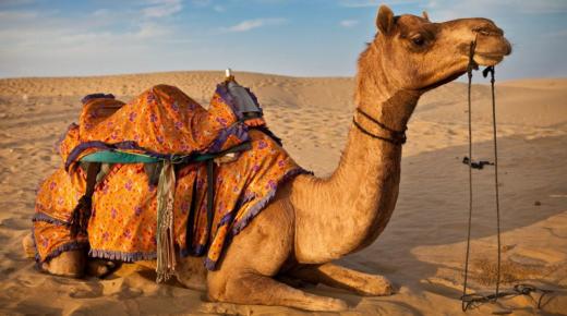Lär dig om tolkningen av en dröm om en kamel som biter mig av Ibn Sirin
