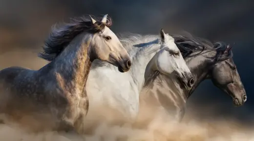 इब्न सिरिन द्वारा सपने में घोड़ा देखने की व्याख्या के बारे में जानें