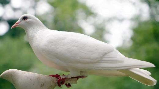 イブン・シリンによると、独身女性の白い鳩についての夢の解釈は何ですか?