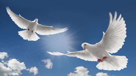Wat is de interpretatie van een droom over witte duiven in een droom van Ibn Sirin?