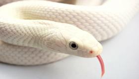 Saznaj o tumačenju Ibn Sirinovog sna o bijeloj zmiji
