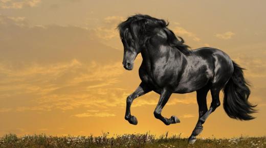 Ibn Sirini ja vanemjuristide unenägude tõlgendamine hobustest unenäos