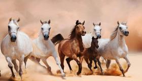 Tafsir mimpi banyak kuda berlarian dalam mimpi oleh Ibnu Sirin