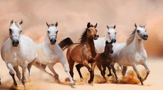 Tolkning av en drøm om mange hester som løper i en drøm av Ibn Sirin