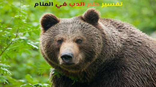 Tolkning av en drøm om en bjørn i en drøm av Ibn Sirin og Ibn Shaheen