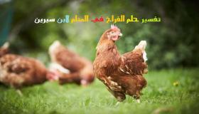 Tolkning av en dröm om kycklingar i en dröm av Ibn Sirin