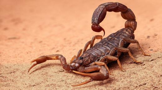Incazelo enembile kakhulu ye-50 yokuchazwa kwephupho lama-scorpions endlini
