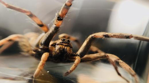 Hva er tolkningen av den brune edderkoppdrømmen til Ibn Sirin?