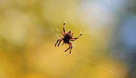 Apa tafsir mimpi laba-laba besar Ibnu Sirin?