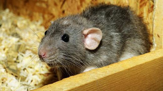 इब्न सिरिन के कई चूहों के सपने की व्याख्या, कई छोटे सफेद चूहों के सपने की व्याख्या, कई छोटे काले चूहों के सपने की व्याख्या और छोटे चूहों के सपने की व्याख्या सीखें